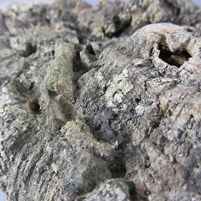 Cork bark