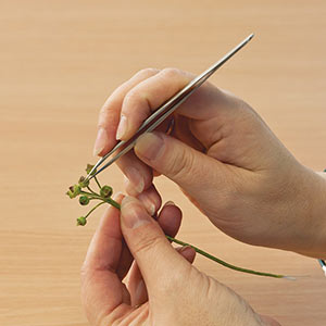 AA precision point tweezers