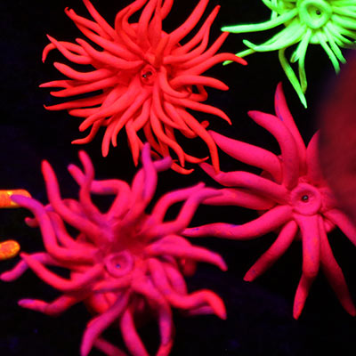 Daler-Rowney System 3 fluorescent pink acrylic paint