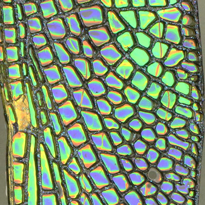 Iridescent Cellophane Film
