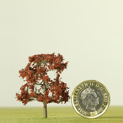 42mm Copper Beech tree