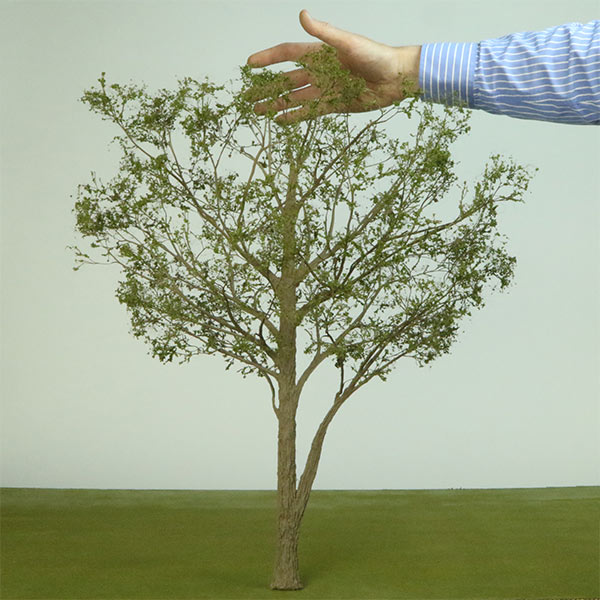 600mm deciduous model tree