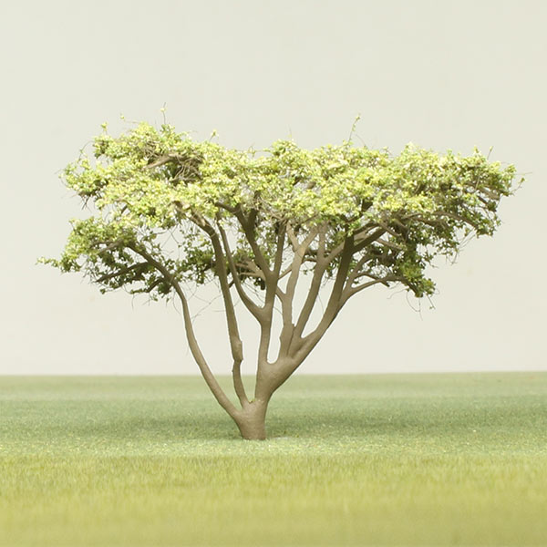 Umbrella acacia model tree