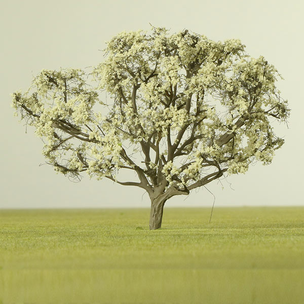 Umbrella acacia model tree