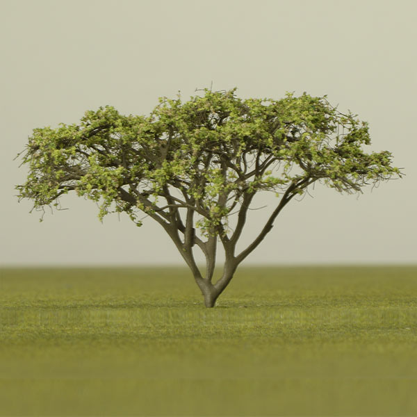 Umbrella acacia model tree