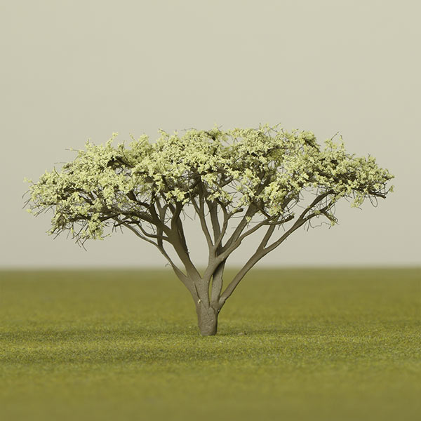 Umbrella acacia model tree