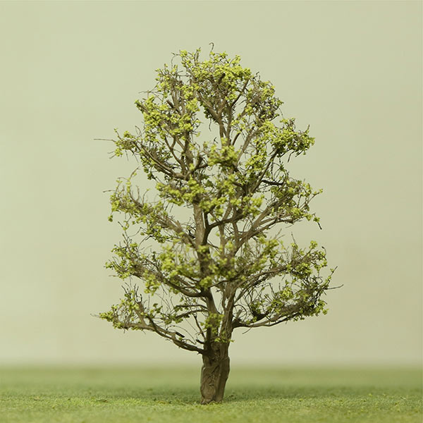 Red snake bark maple model tree