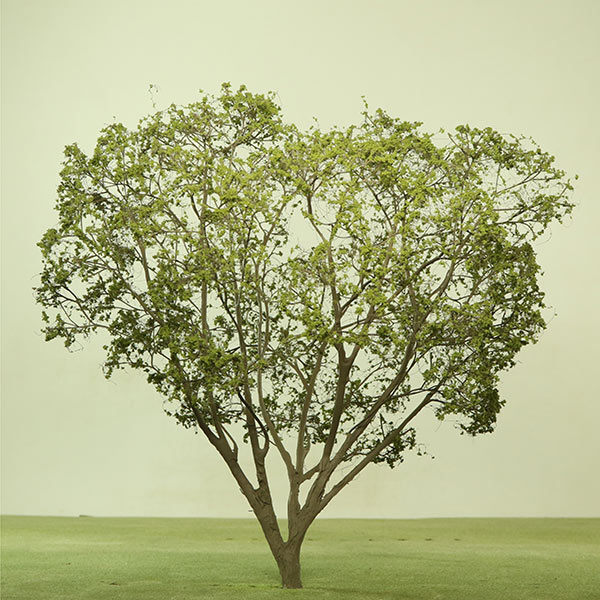 Japanese maple model tree