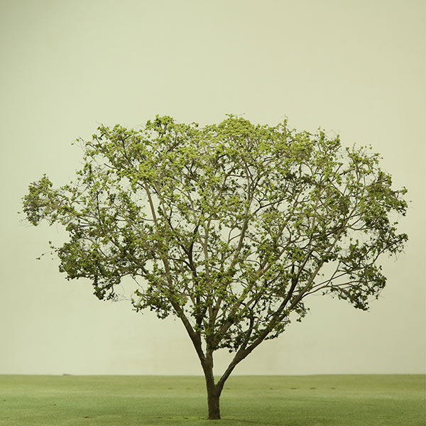 Japanese maple model tree