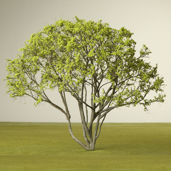 Multi stemmed Serviceberry model tree