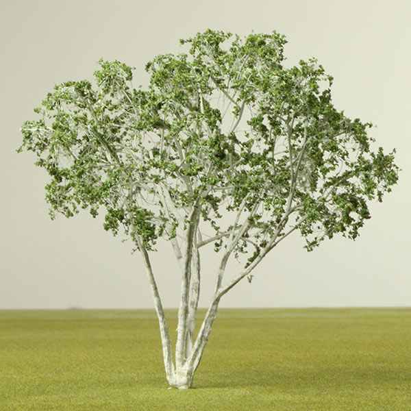 Himalayan birch model tree