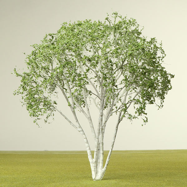 Himalayan birch model tree