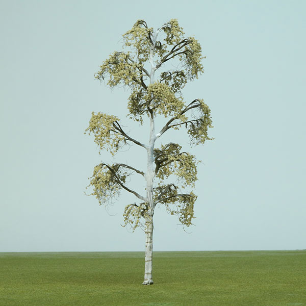 Silver birch model tree