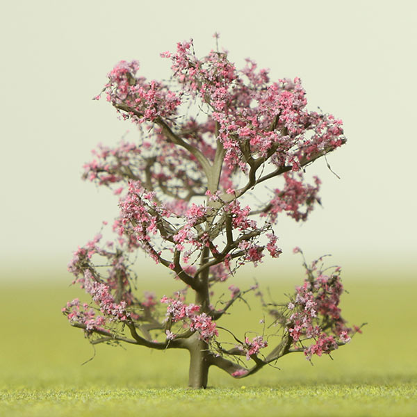 Redbud species model trees