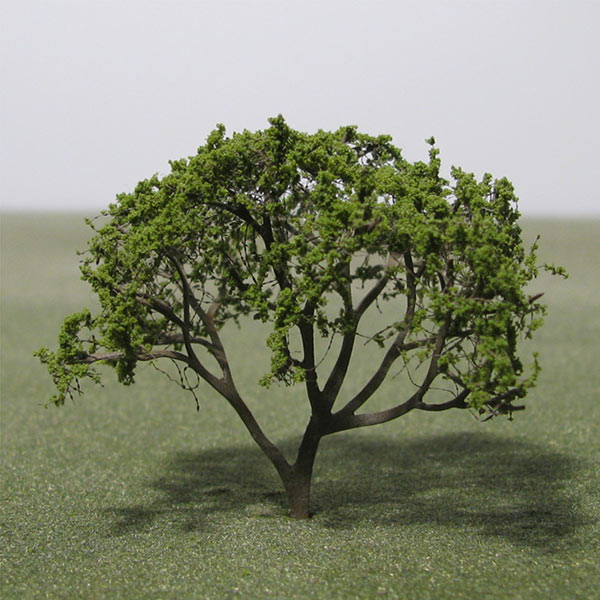 Cornelian cherry dogwood model tree