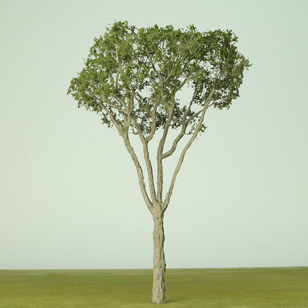 Bloodwood model tree