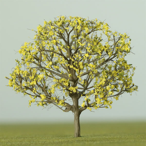 Common beech model tree