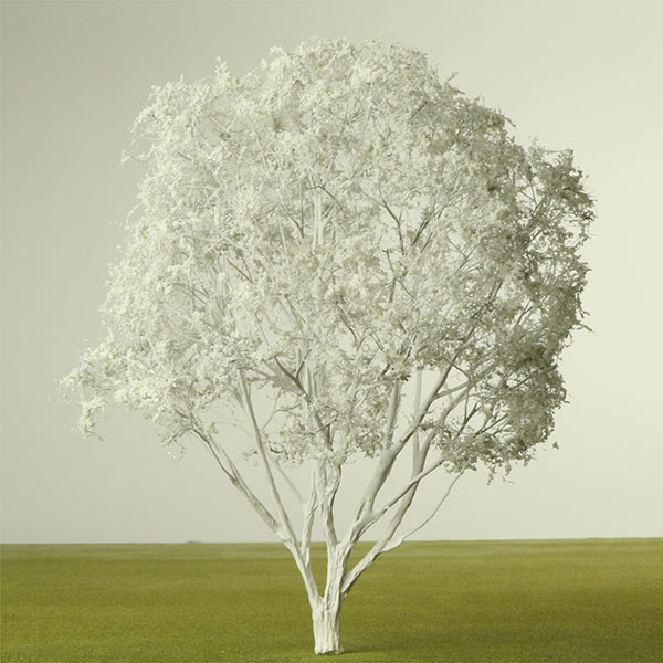 Indian laurel fig model tree