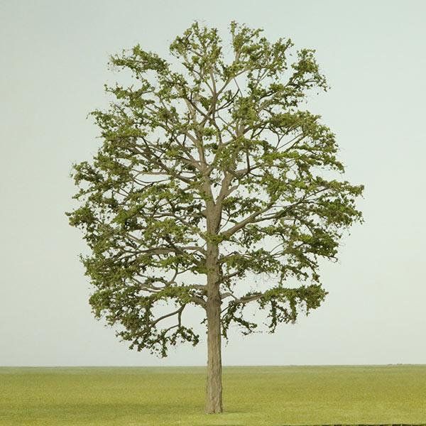 European ash model tree