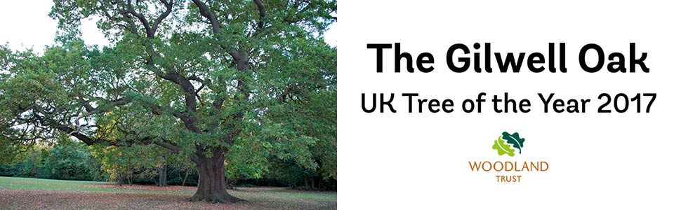 Gilwell Oak
