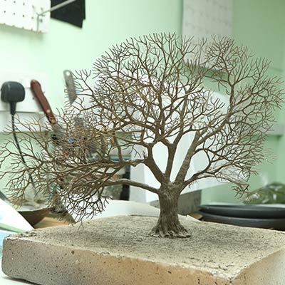 Gilwell Oak