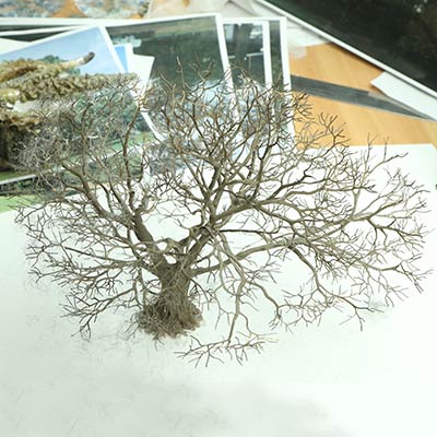 Gilwell Oak