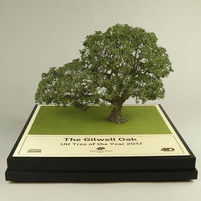 Tree of the Year