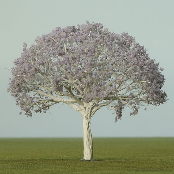 Jacaranda model tree