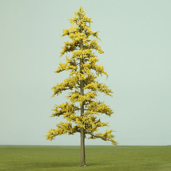 European larch in autumn foliage model tree