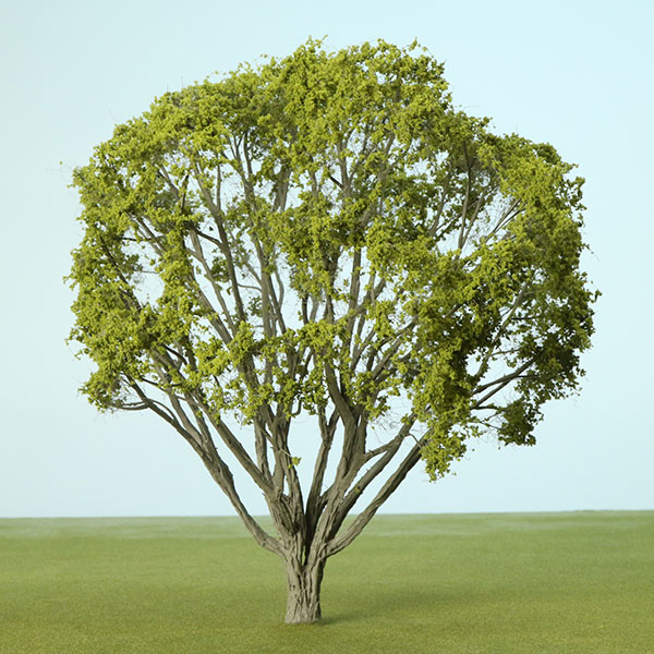 Magnolia model tree