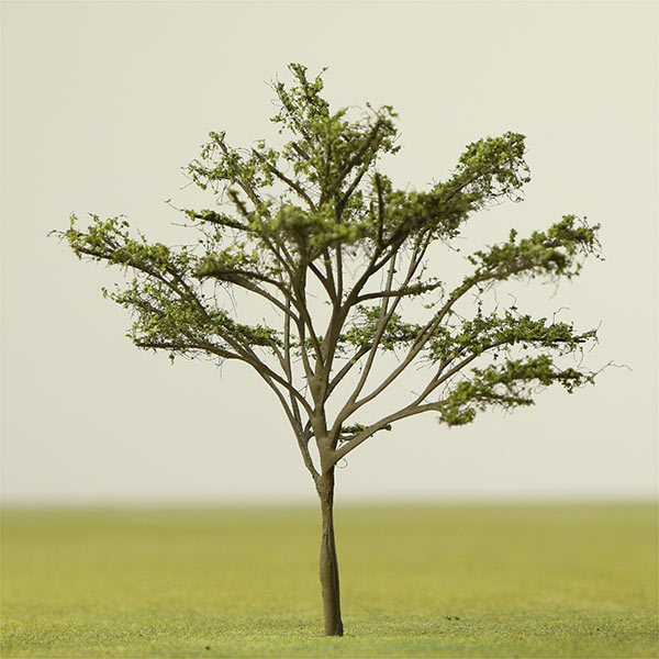 Crab apple model tree
