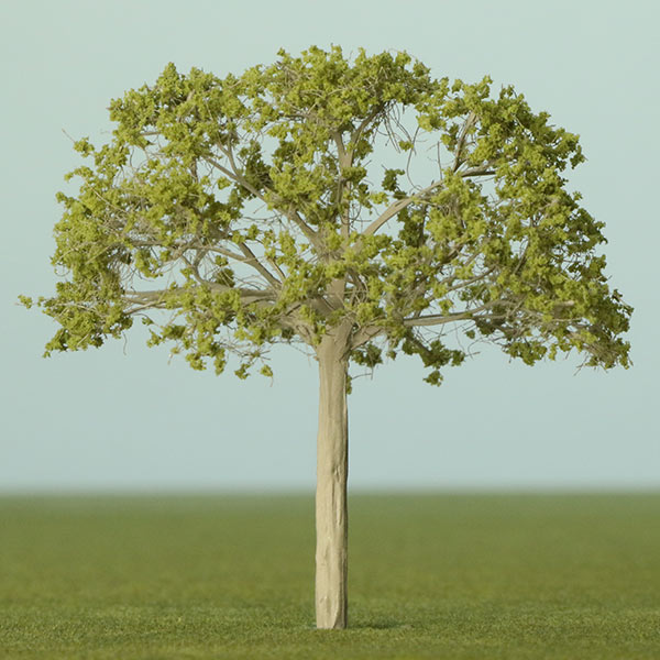 Olive model tree