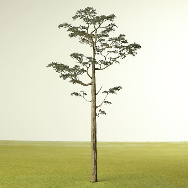 Scots pine model tree