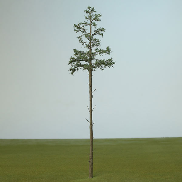 Scots pine model tree