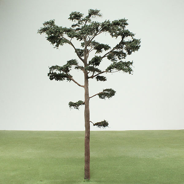 Scots pine model tree
