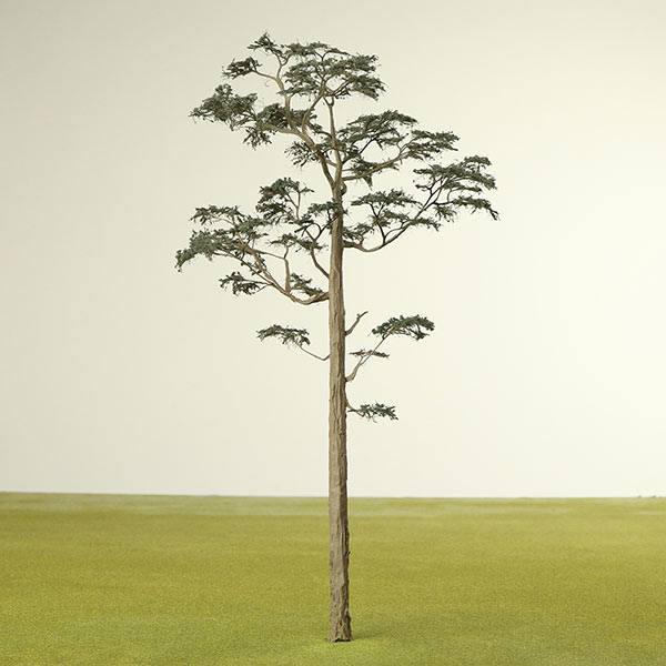 Scots pine model tree