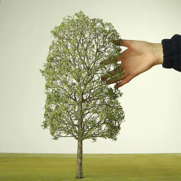 London Plane model trees