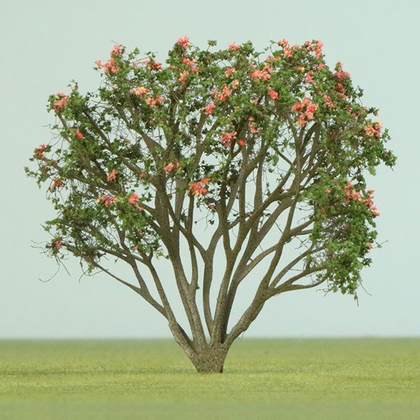 Frangipani model tree
