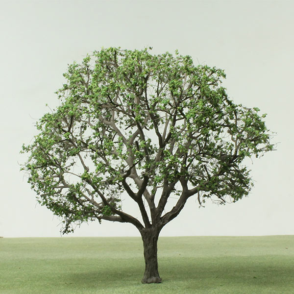 Sessile oak model tree