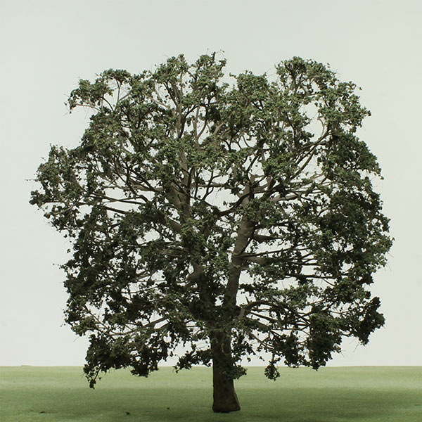 English oak model tree