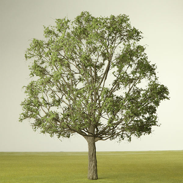 English oak model tree