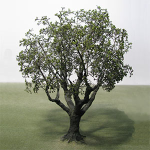 Non specific species model trees