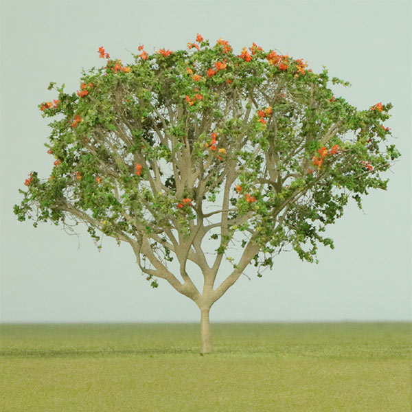 African tulip model tree
