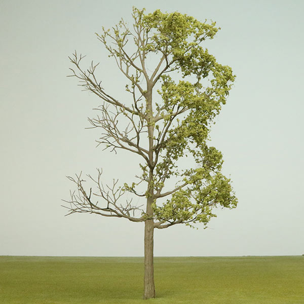 Half foliage deciduous tree