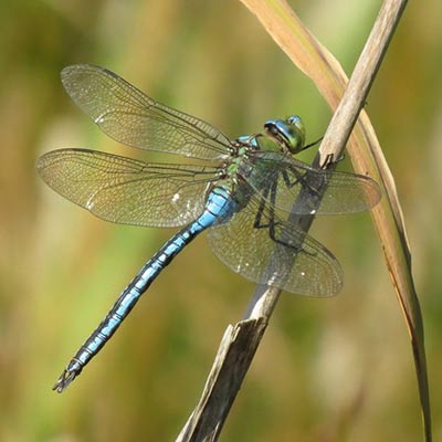 Royal Dragonfly