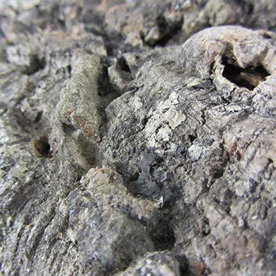 Cork bark