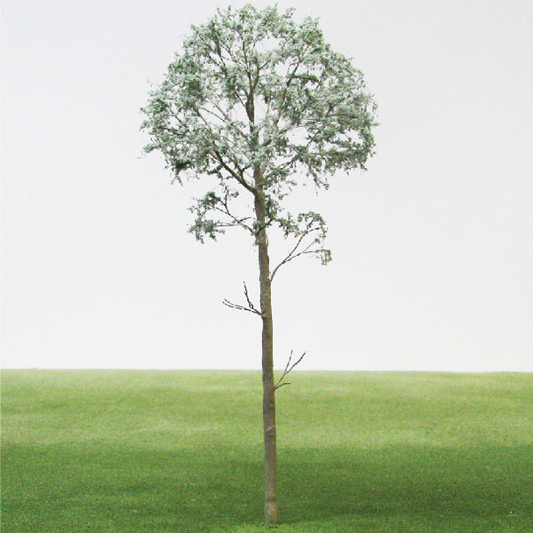 Eucalyptus model tree