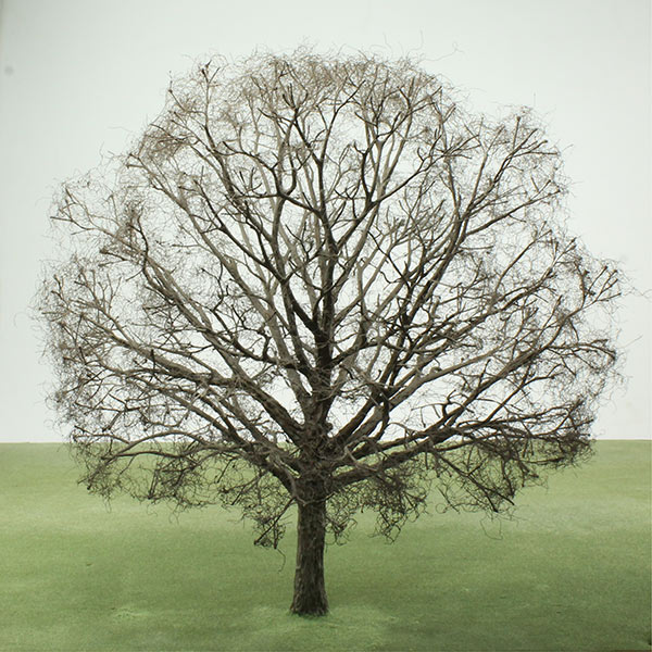 Model trees in Winter foliage